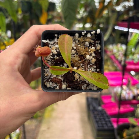 [W223] Nepenthes (spathulata x lowii) x  redonkulas, CAR-0160