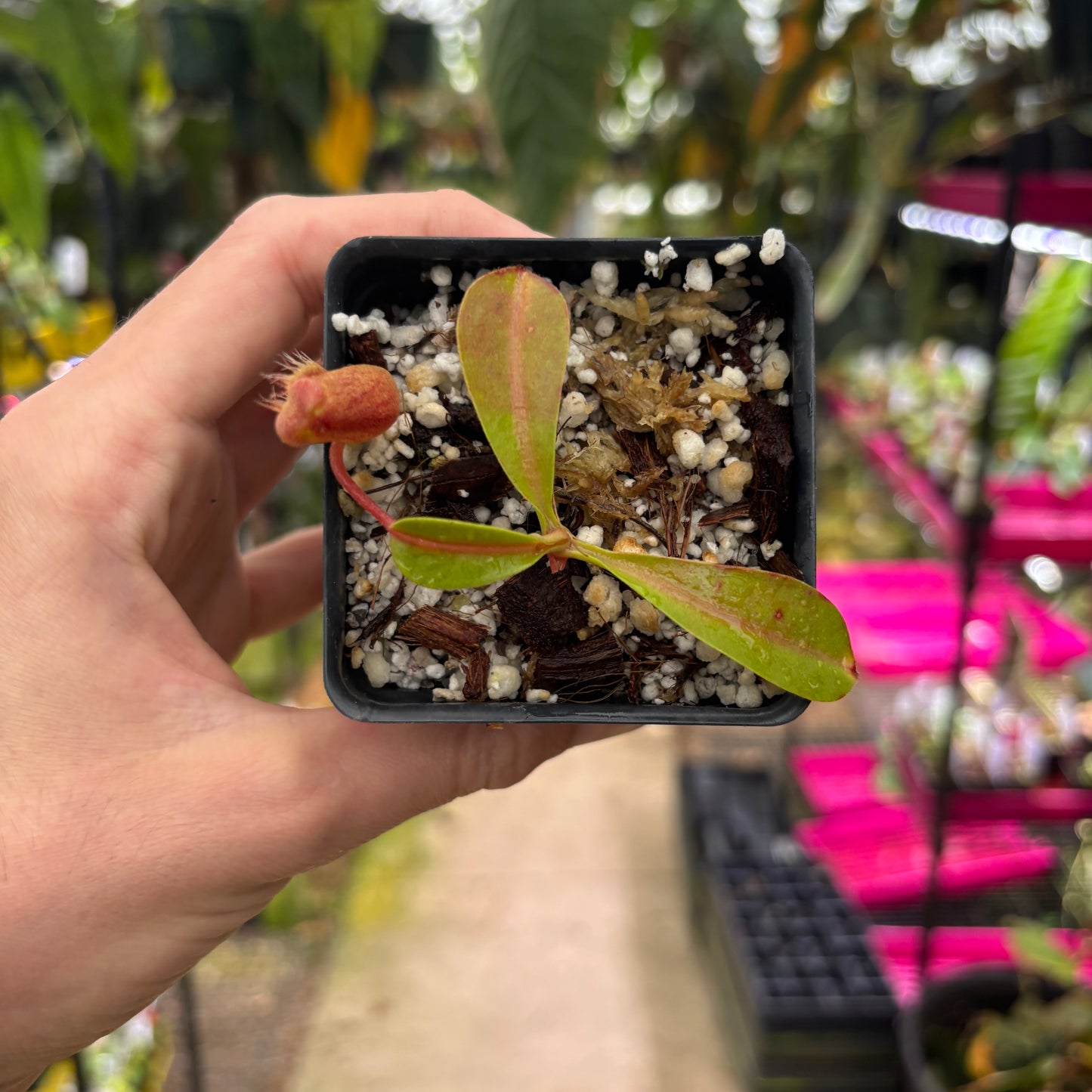 [W223] Nepenthes (spathulata x lowii) x  redonkulas, CAR-0160