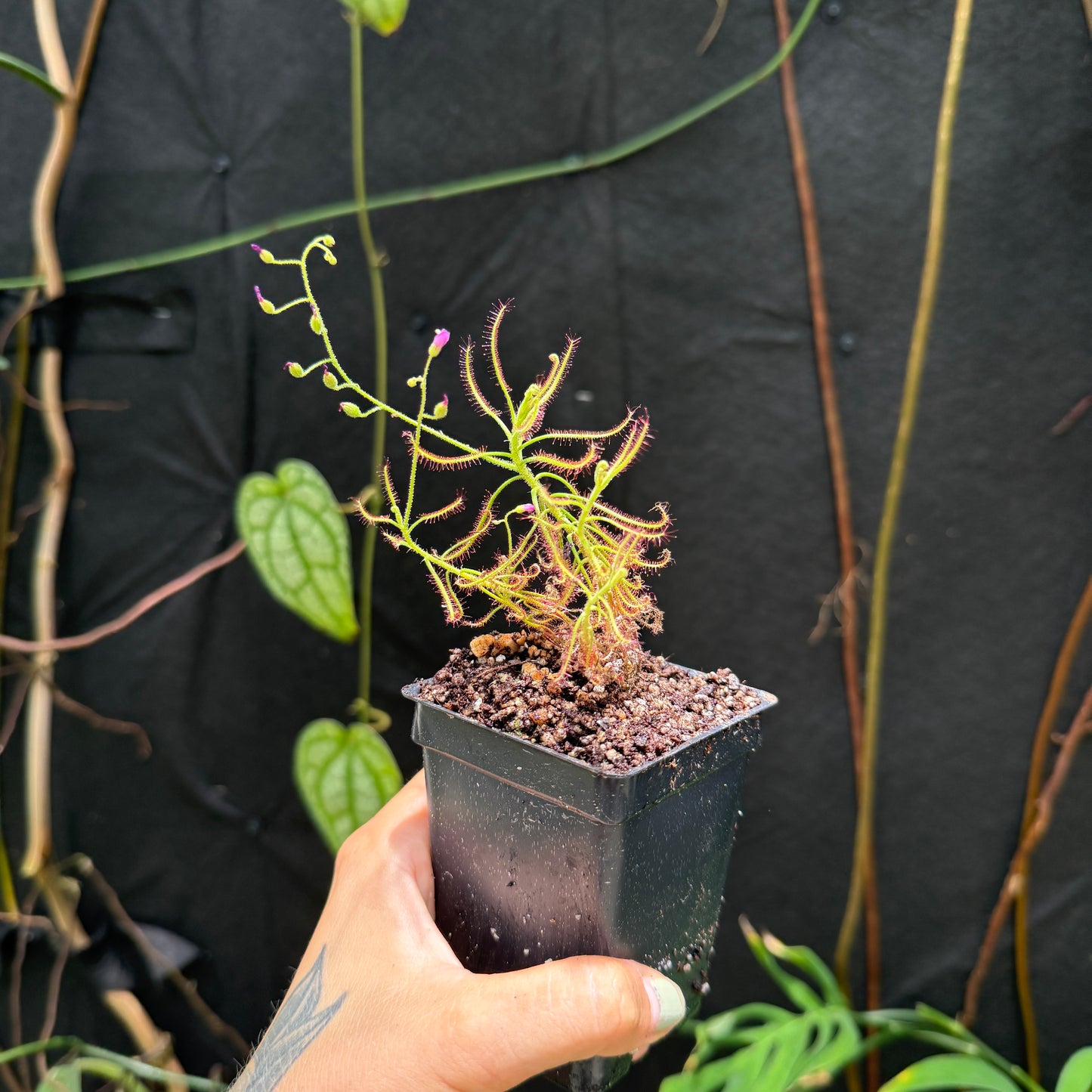 Drosera finlaysoniana