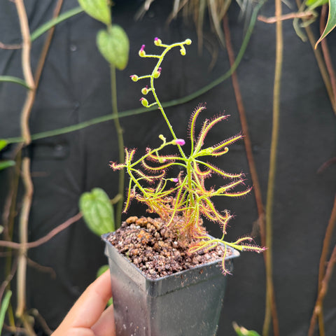 Drosera finlaysoniana