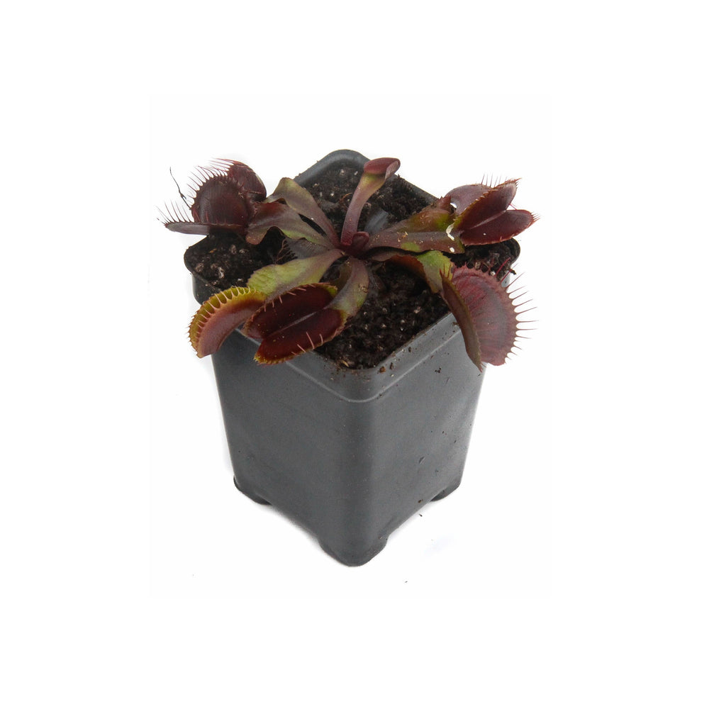 
                      
                        Venus Flytrap "Red Dragon" (Dionaea muscipula) Wholesale
                      
                    