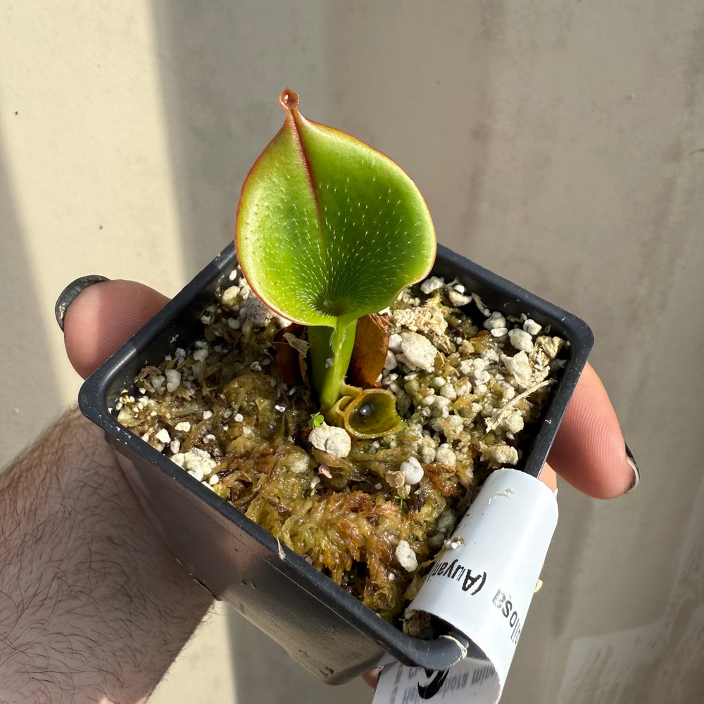 
                      
                        [W067] Heliamphora minor var. pilosa (Auyan), Clone 2
                      
                    