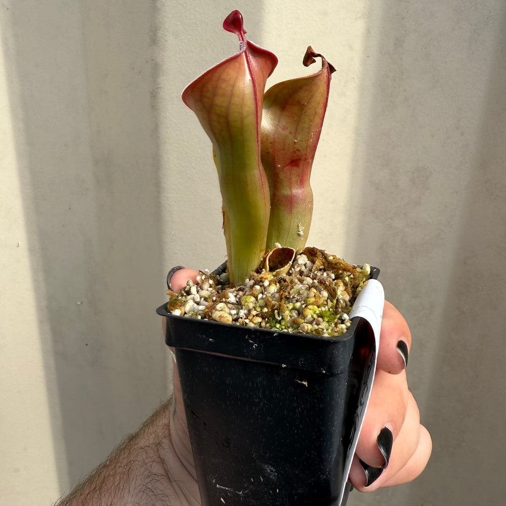 
                      
                        [W071] Heliamphora minor var. pilosa x macdonaldae Clone:09
                      
                    