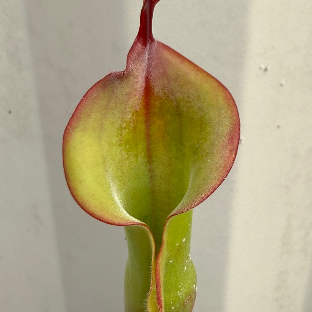 [W068] Heliamphora 