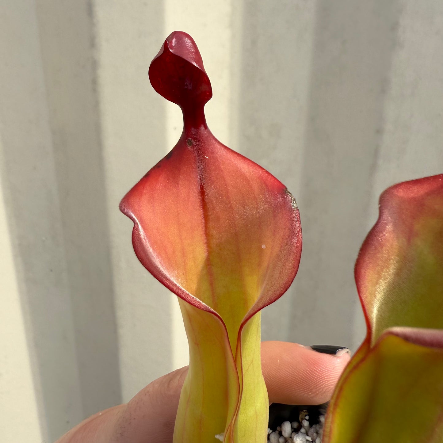 [W063] Heliamphora "Tequila" (Clone:01)