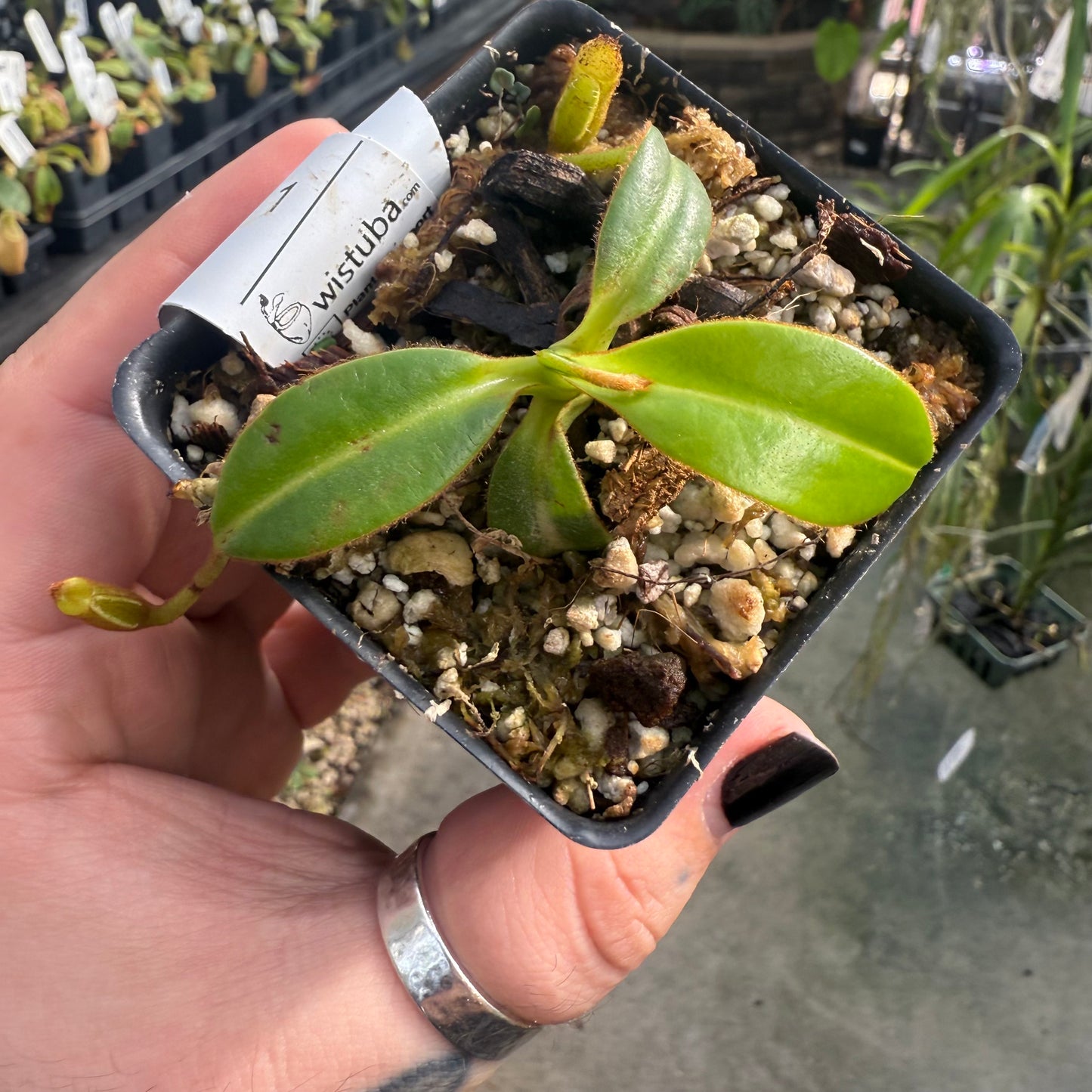 [W012] Nepenthes macrophylla, Clone: WT2_4 (Gunung Trusmadi, Borneo)