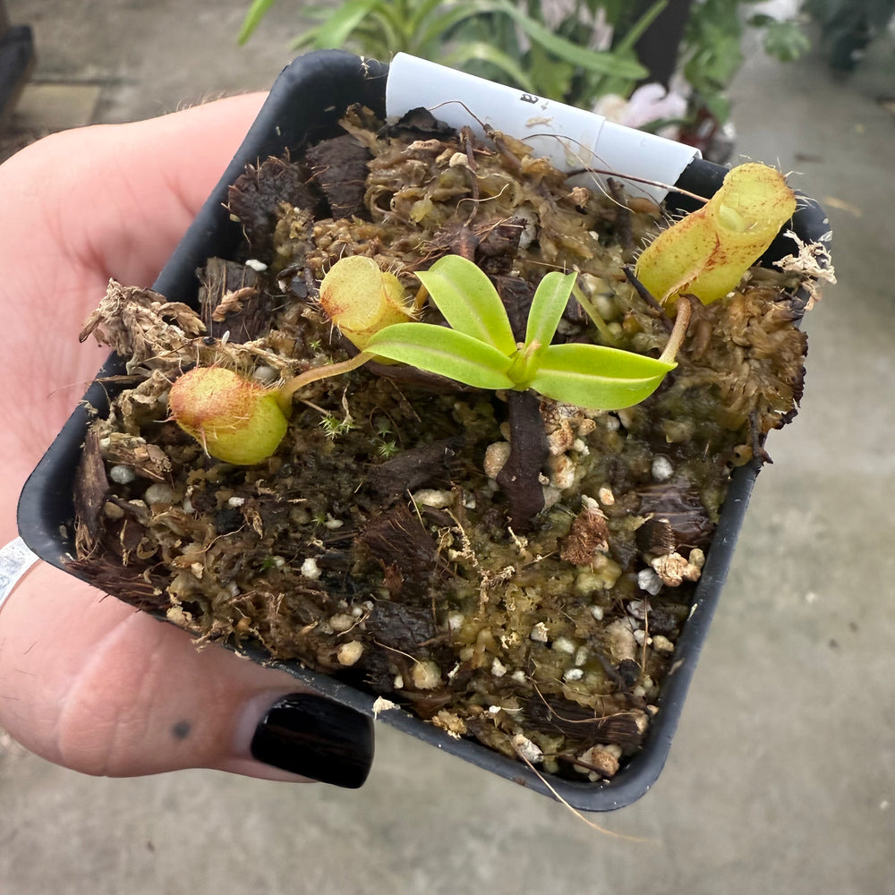 
                      
                        [W019] Nepenthes undulatifolia x macrophylla
                      
                    