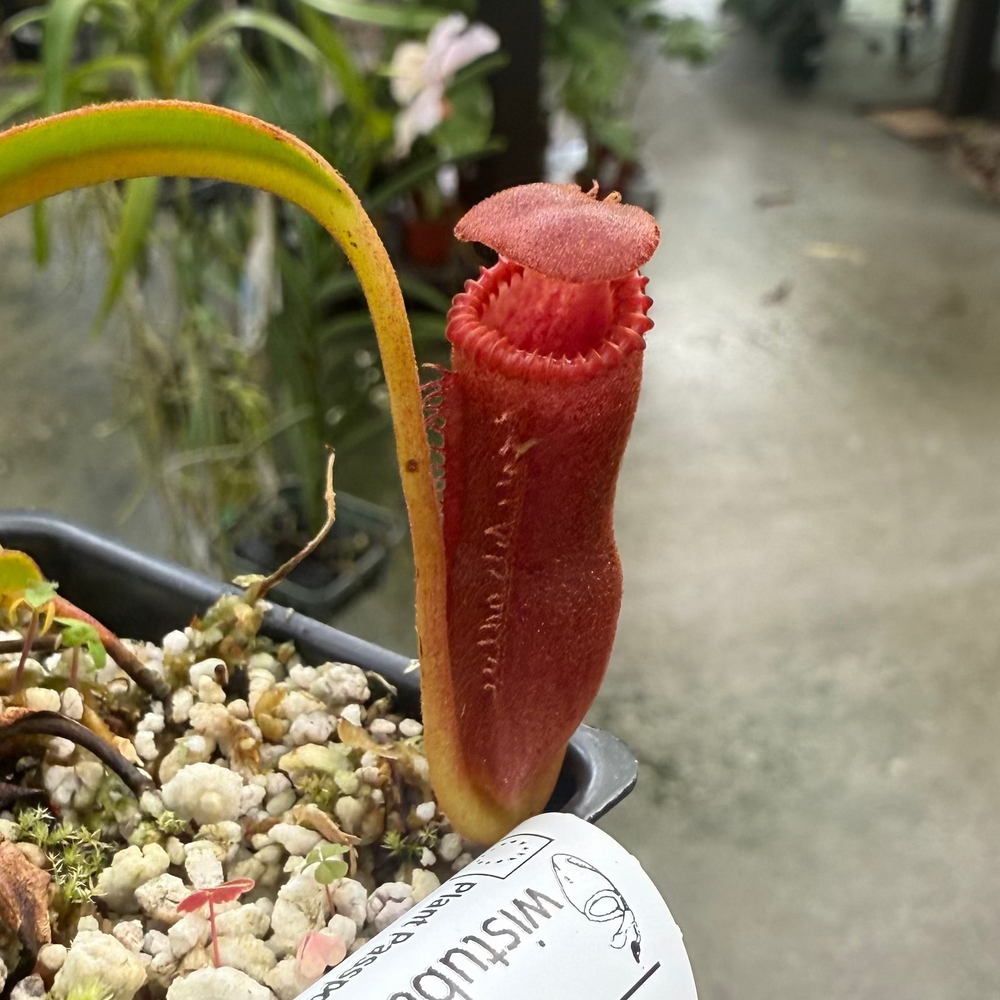 
                      
                        [W003] Nepenthes edwardsiana, Clone: 02 (Tambusisi)
                      
                    