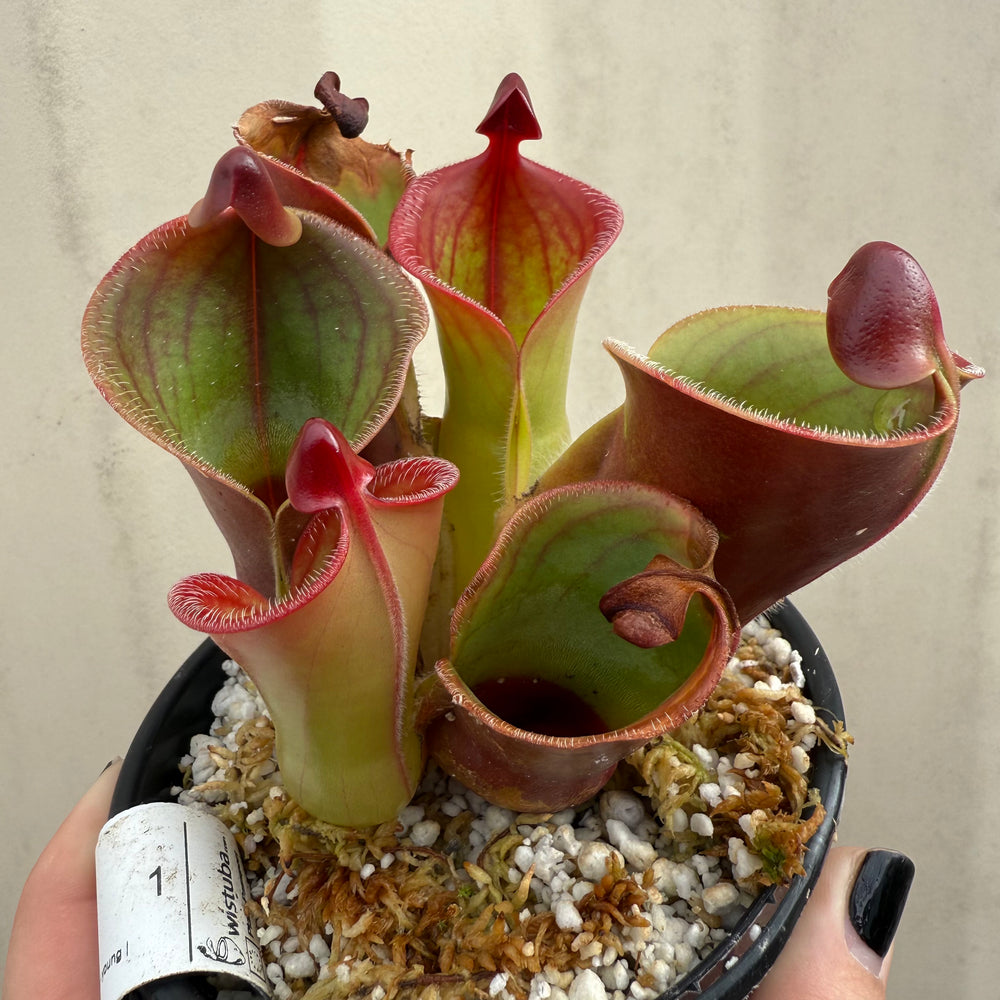 
                      
                        [W061] Heliamphora minor var. pilosa x macdonaldae Clone:12
                      
                    