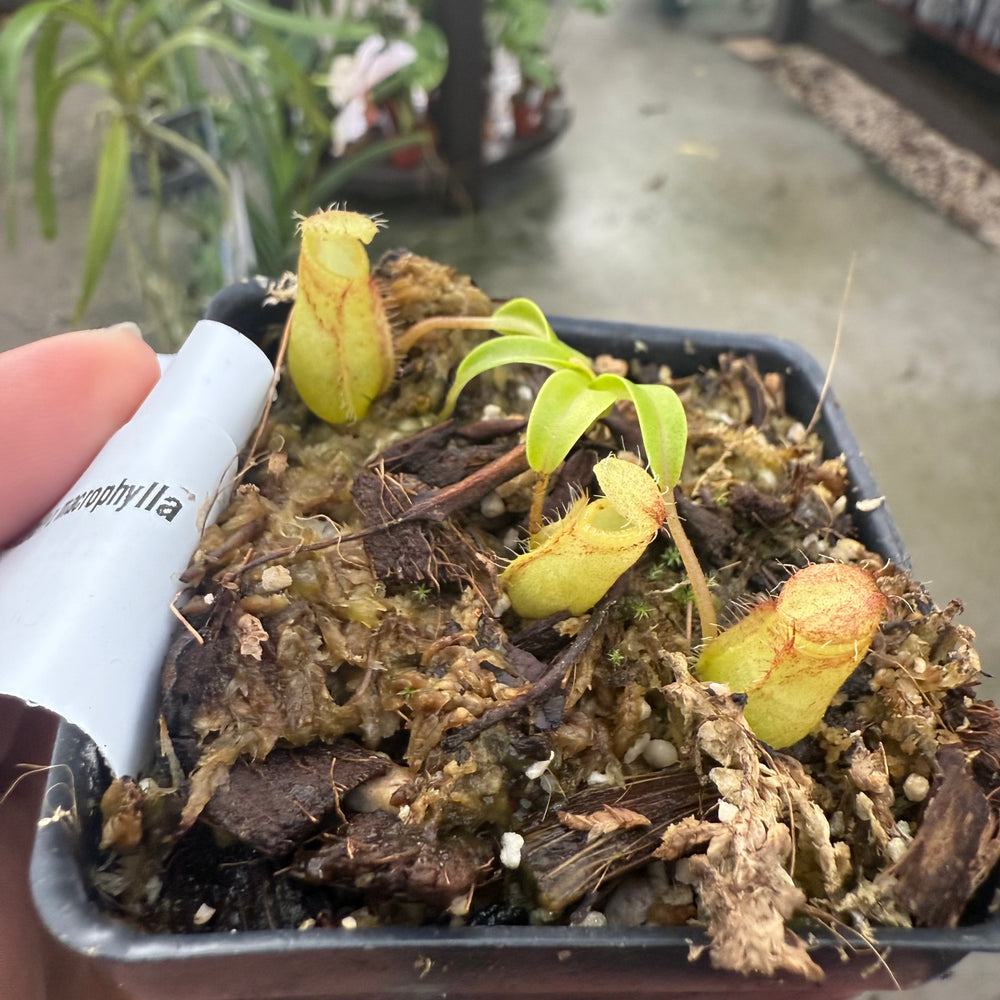 
                      
                        [W019] Nepenthes undulatifolia x macrophylla
                      
                    