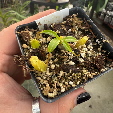 Young Nepenthes undulatifolia x edwardsiana in a small square pot with developing yellow pitchers.