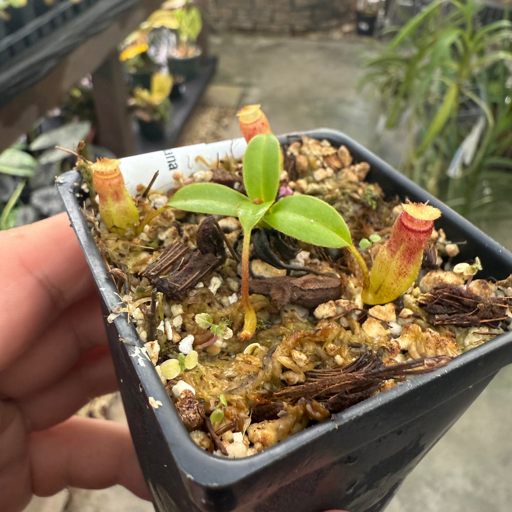 
                      
                        [W015] Nepenthes aristolochioides x edwardsiana
                      
                    