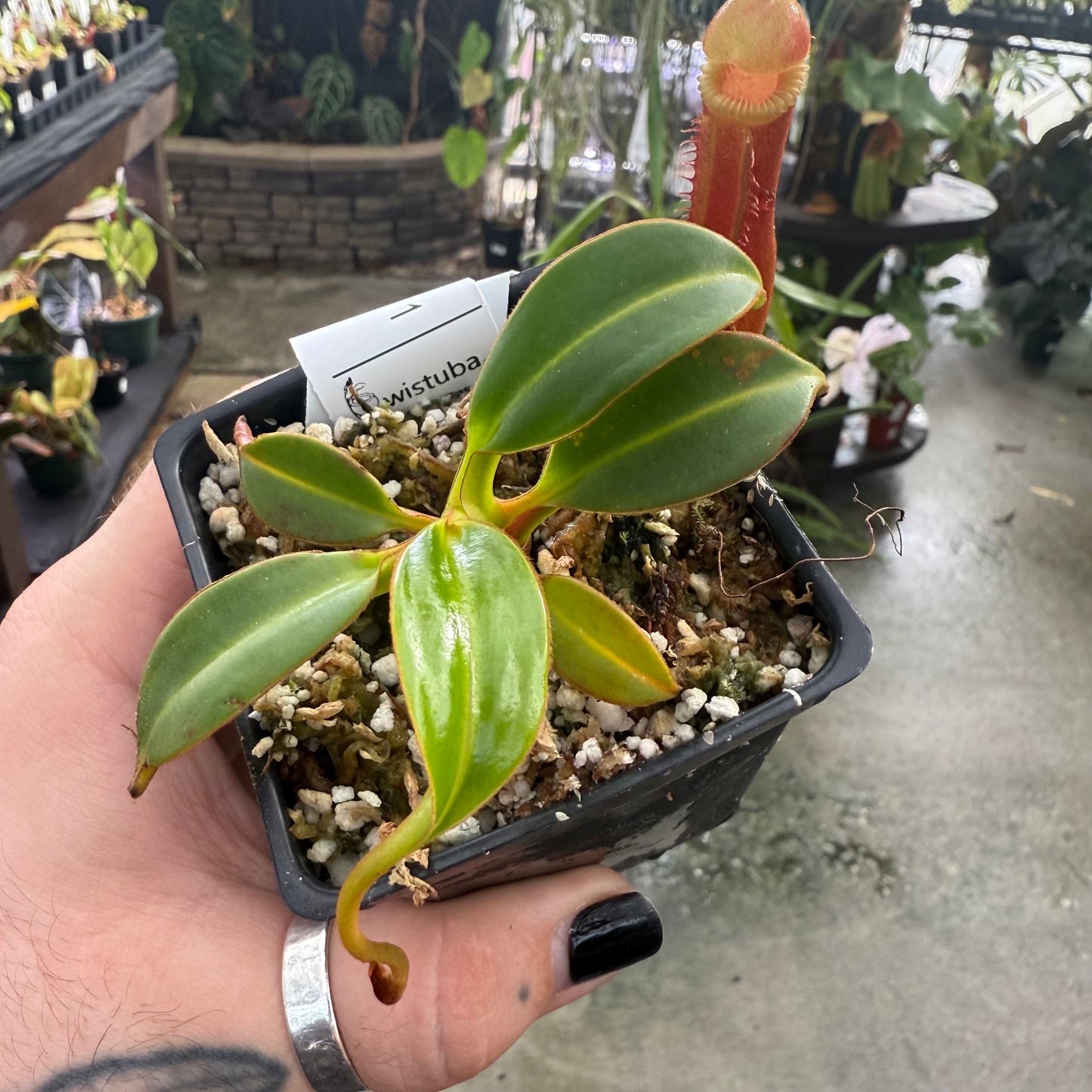 [W006] Nepenthes edwardsiana, Clone: 04 (Tambusisi)