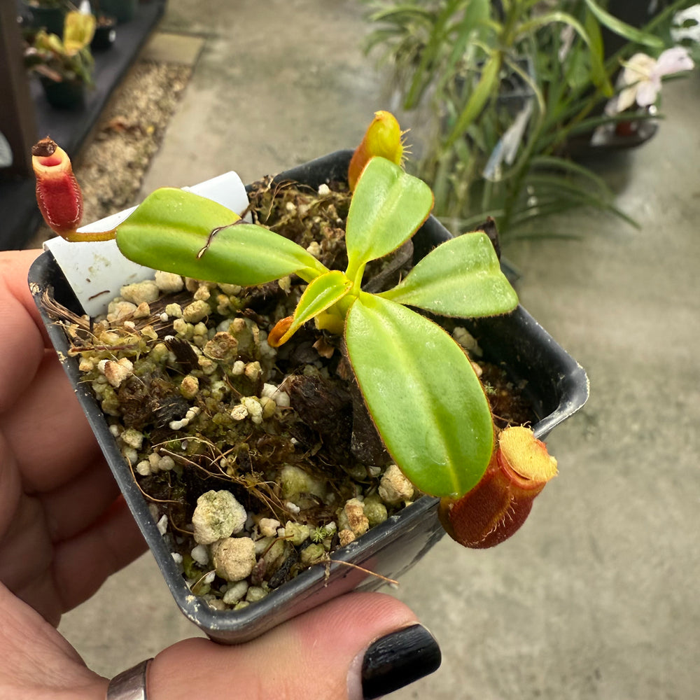 
                      
                        [W010] Nepenthes macrophylla, Clone: ed1 (Gunung Trusmadi, Borneo)
                      
                    