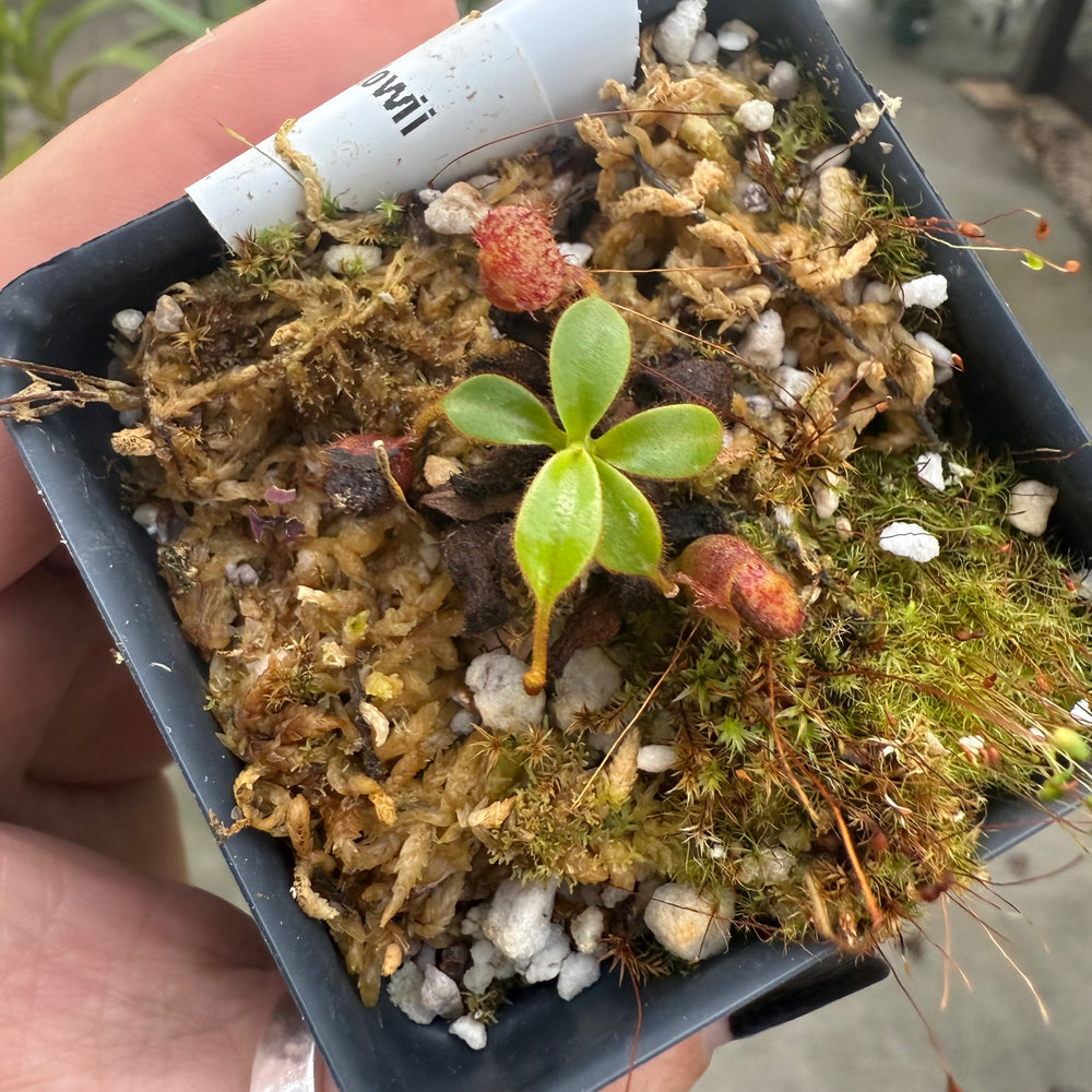 
                      
                        [W024] Nepenthes kinabaluensis x lowii
                      
                    