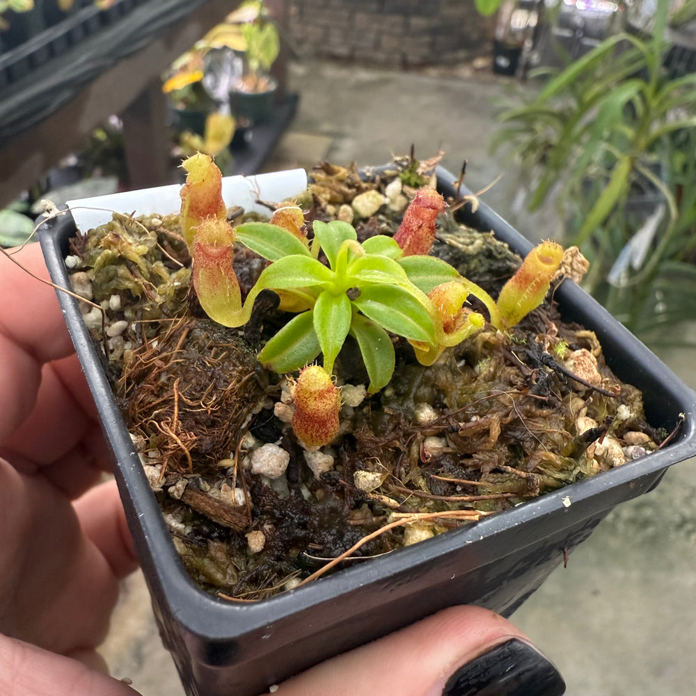 
                      
                        [W017] Nepenthes aristolochioides x edwardsiana
                      
                    