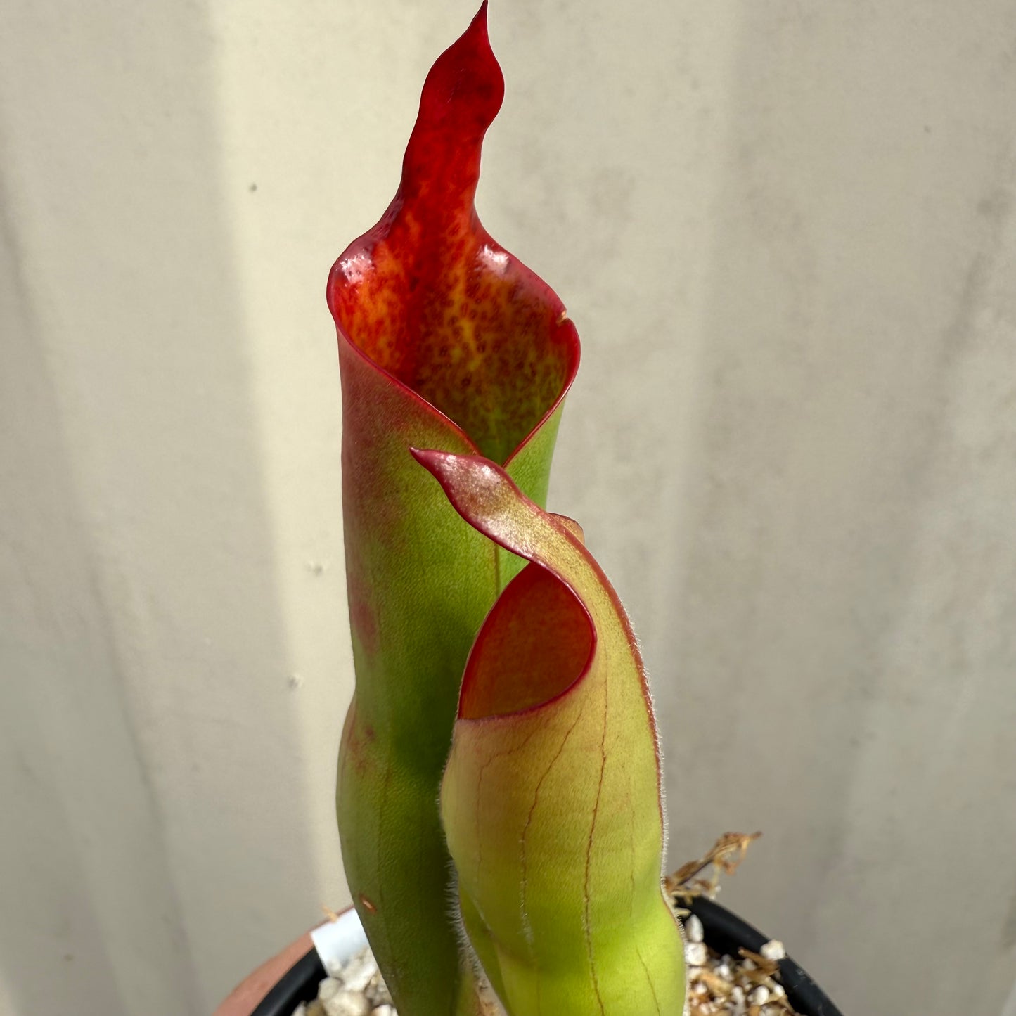 [W069] Heliamphora parva x sarracenioides