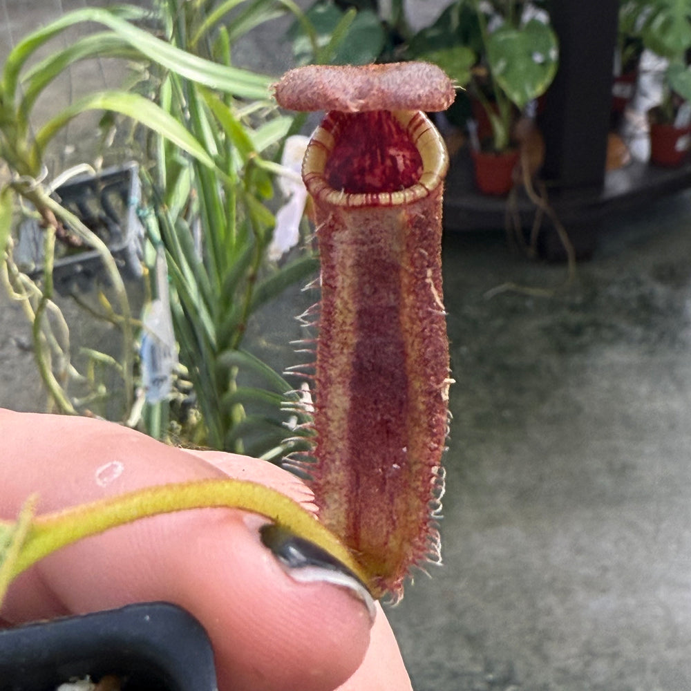 
                      
                        [W026] Nepenthes robcantleyi x lowii
                      
                    