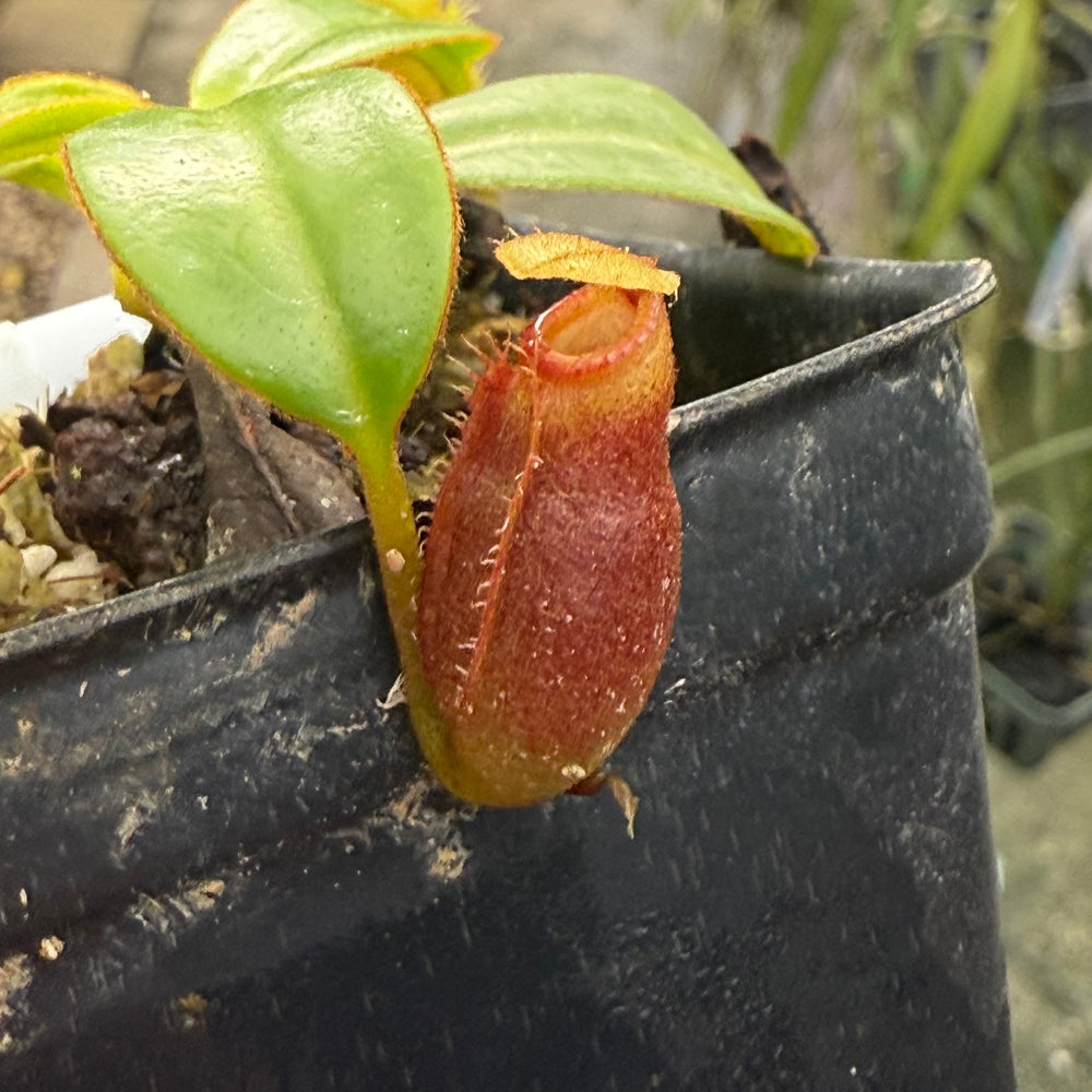 
                      
                        [W010] Nepenthes macrophylla, Clone: ed1 (Gunung Trusmadi, Borneo)
                      
                    
