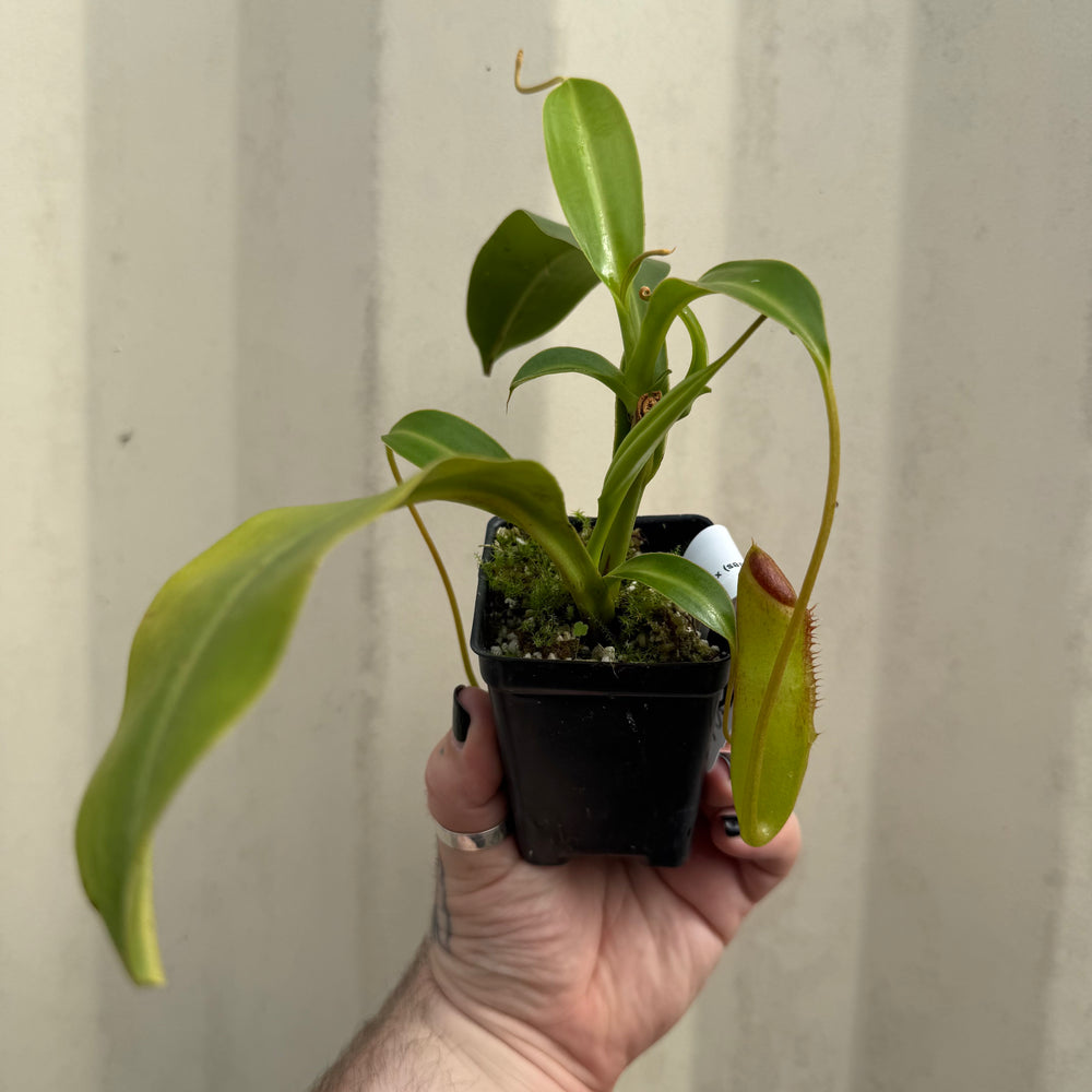 
                      
                        [W051] Nepenthes (spathulata x aristlichioides) x lowii
                      
                    