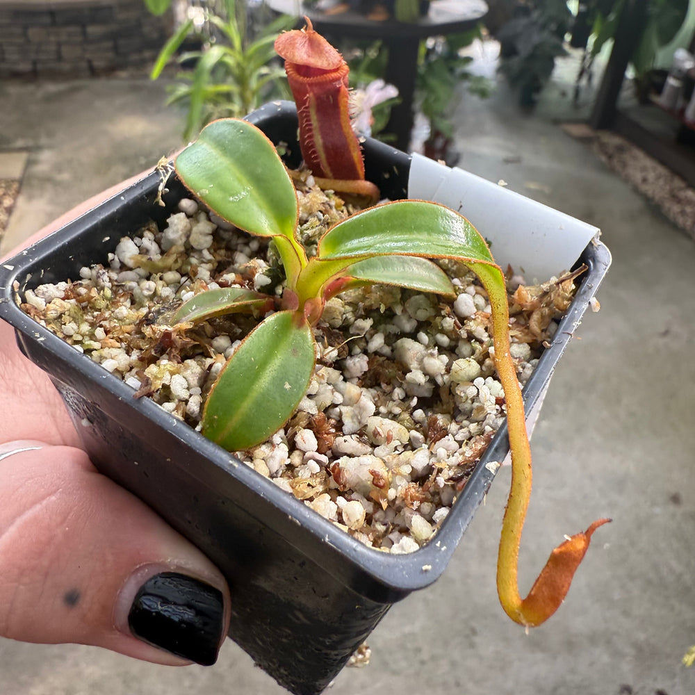 [W007] Nepenthes edwardsiana, Clone: 07 (Tambusisi)