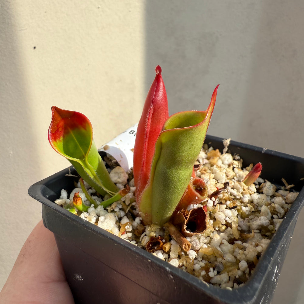 [W065] Heliamphora sarracenioides x minor "Burgundy Black"