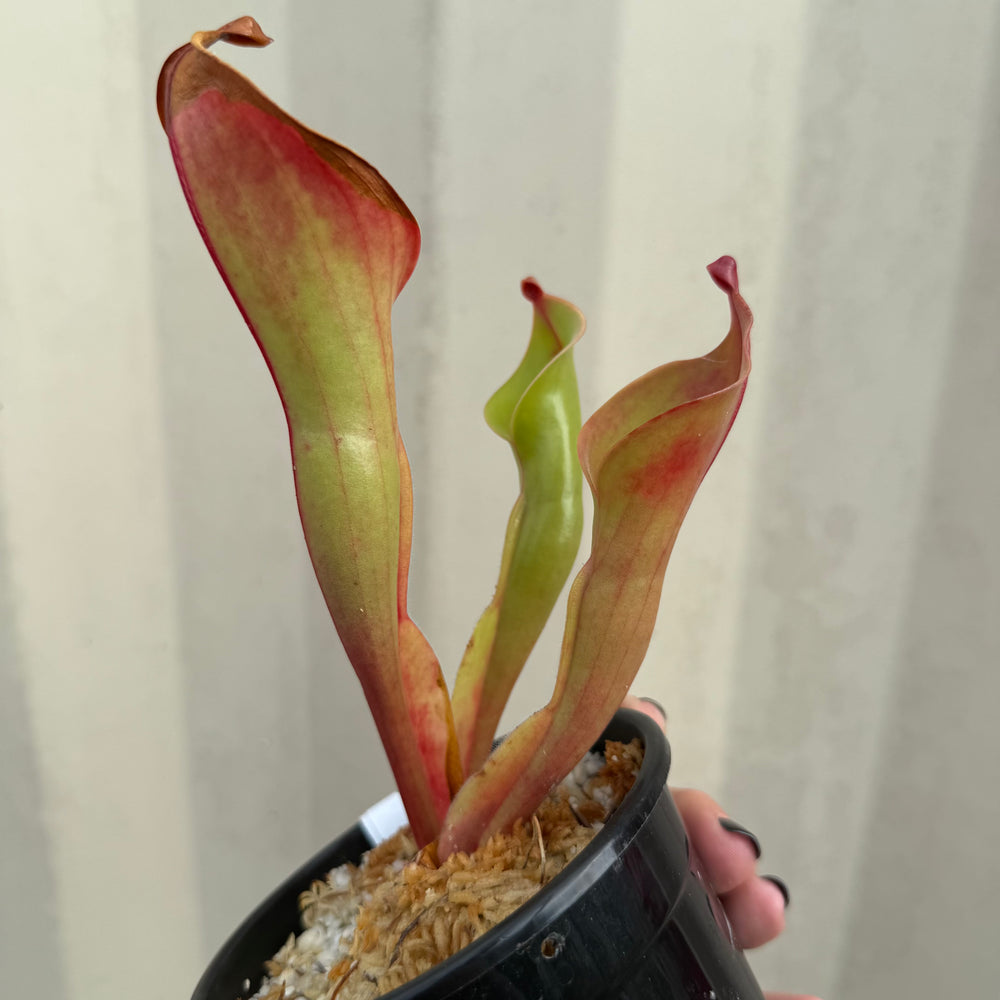 
                      
                        [W062] Heliamphora ionasi MS3 x "Godzilla"
                      
                    