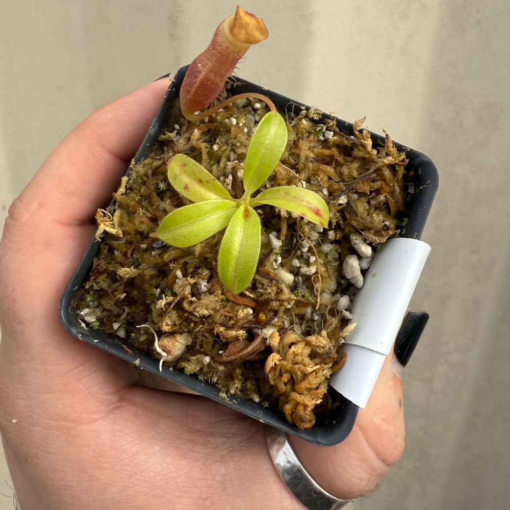 
                      
                        [W041] Nepenthes leonardoi x edwardsiana
                      
                    
