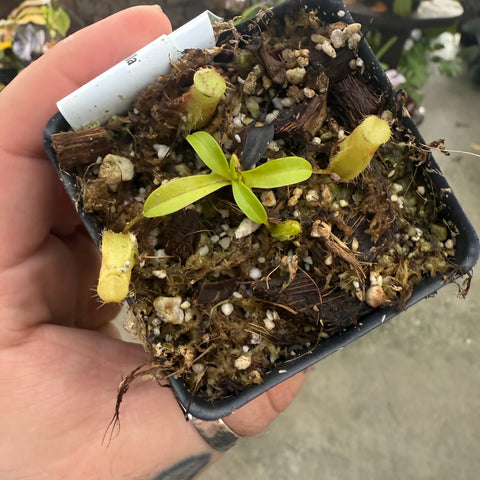 Young Nepenthes undulatifolia x macrophylla showing multiple small pitchers and slender leaves in barky pot mix.