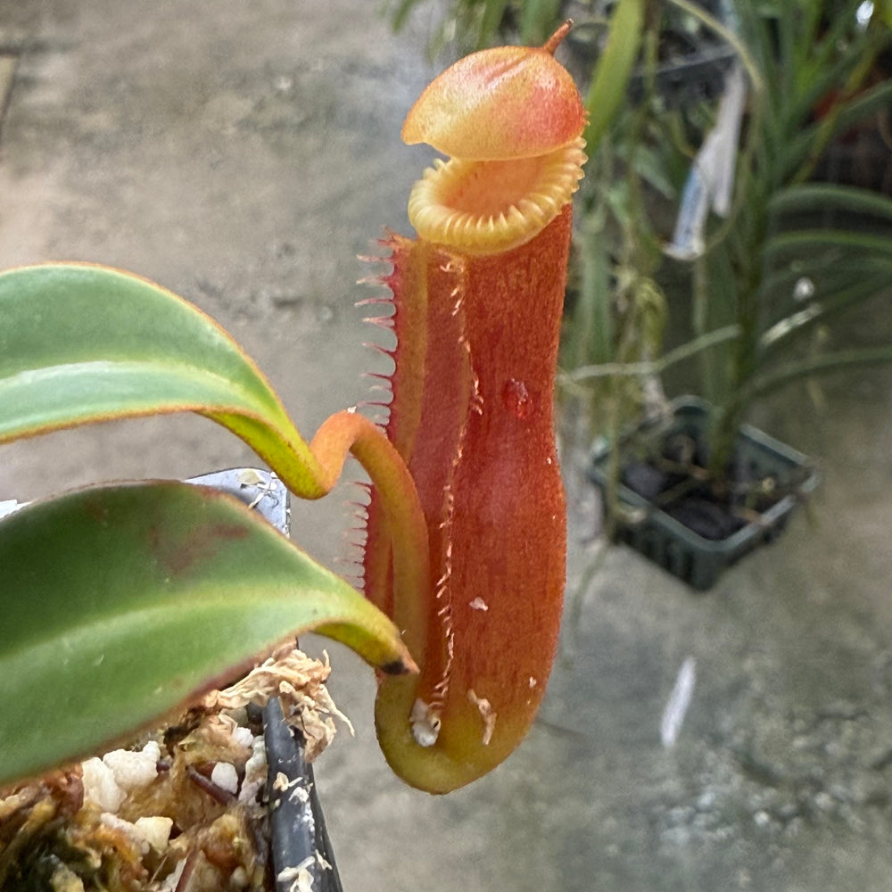 
                      
                        [W006] Nepenthes edwardsiana, Clone: 04 (Tambusisi)
                      
                    