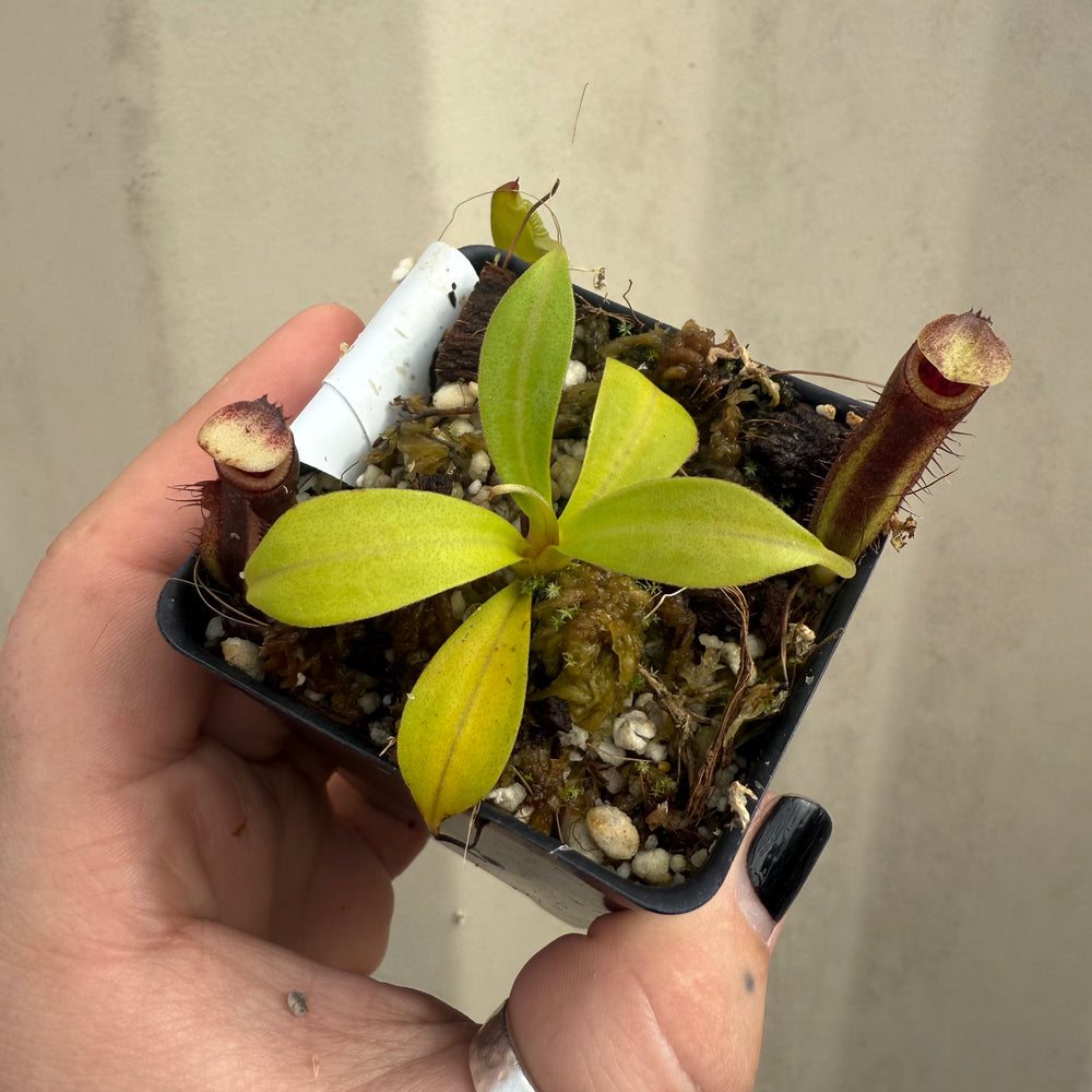 
                      
                        [W049] Nepenthes naga
                      
                    