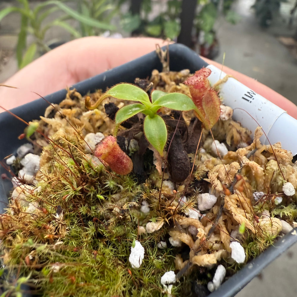
                      
                        [W024] Nepenthes kinabaluensis x lowii
                      
                    