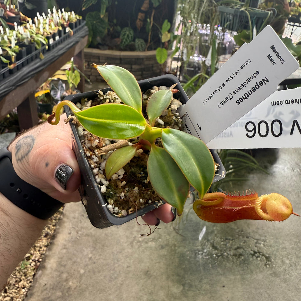 
                      
                        [W006] Nepenthes edwardsiana, Clone: 04 (Tambusisi)
                      
                    