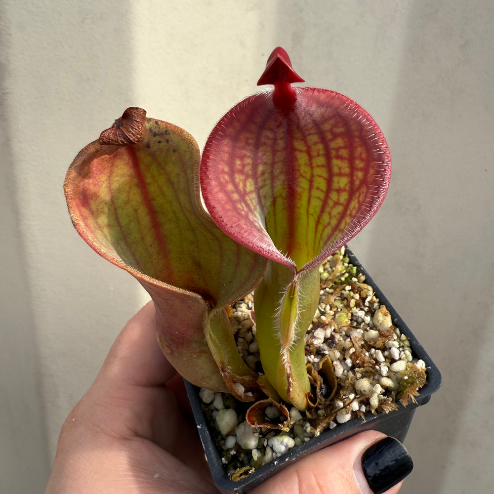 [W071] Heliamphora minor var. pilosa x macdonaldae Clone:09