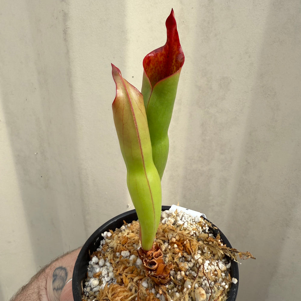 
                      
                        [W069] Heliamphora parva x sarracenioides
                      
                    