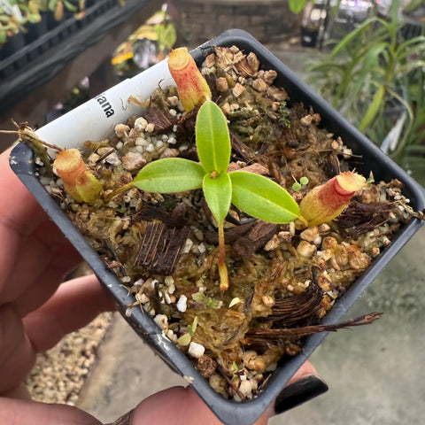 Young Nepenthes aristolochioides x edwardsiana plant with bright green leaves and two small orange topped pitchers in a gritty pot
