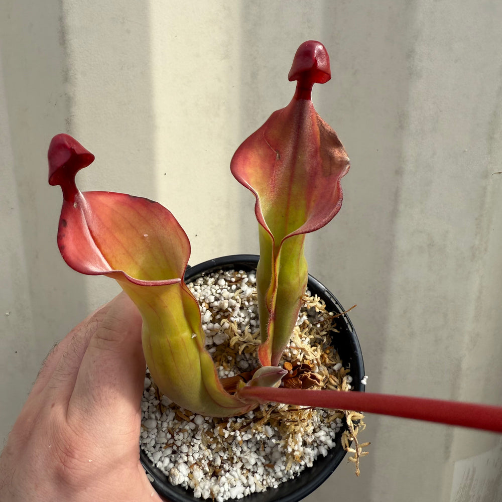 
                      
                        [W063] Heliamphora "Tequila" (Clone:01)
                      
                    