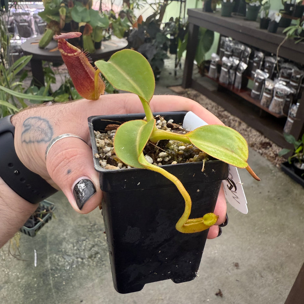 
                      
                        [W025] Nepenthes robcantleyi x lowii
                      
                    