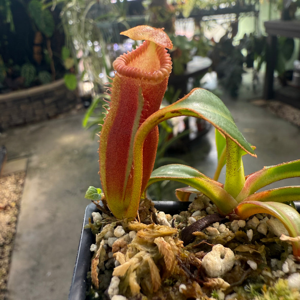 
                      
                        [W005] Nepenthes edwardsiana, Clone: 05 (Tambusisi)
                      
                    