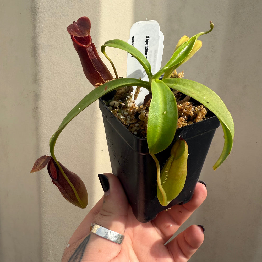 
                      
                        [W050] Nepenthes naga (seedgrown)
                      
                    