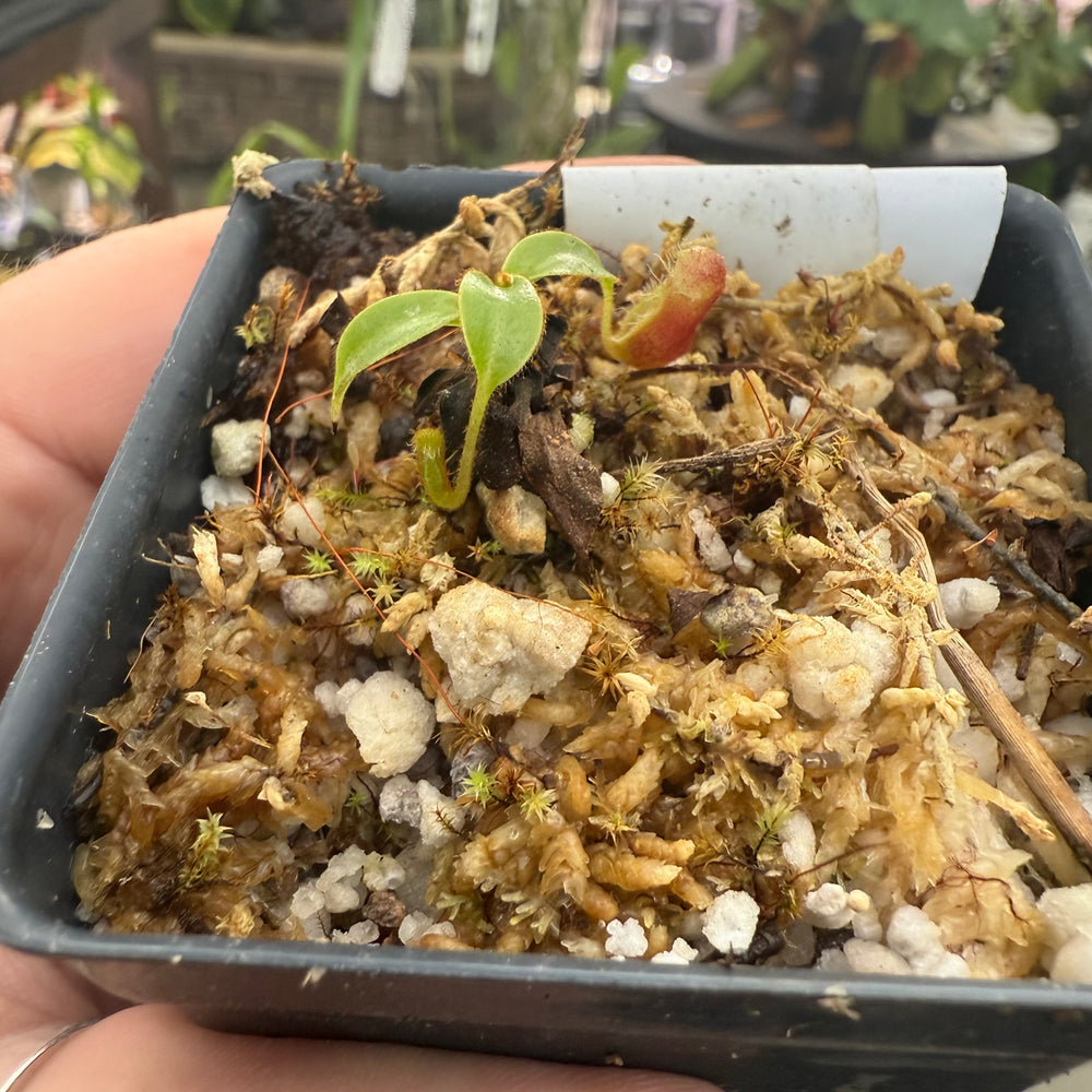 
                      
                        [W023] Nepenthes kinabaluensis x lowii
                      
                    