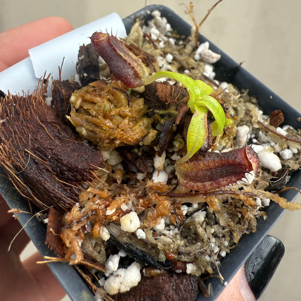 
                      
                        [W047] Nepenthes naga (seedgrown)
                      
                    