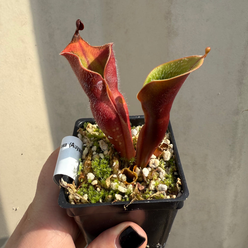 [W066] Heliamphora minor var. pilosa (Auyan), Clone:01