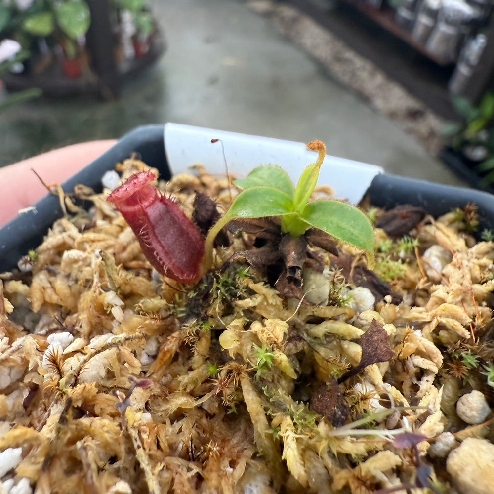 
                      
                        [W021] Nepenthes kinabaluensis x lowii
                      
                    