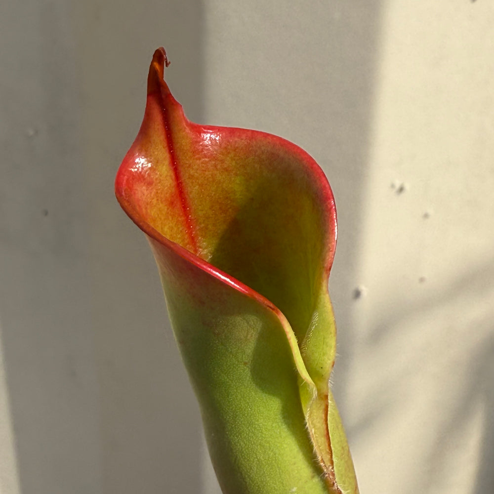 
                      
                        [W064] Heliamphora sarracenioides x minor "Burgundy Black"
                      
                    