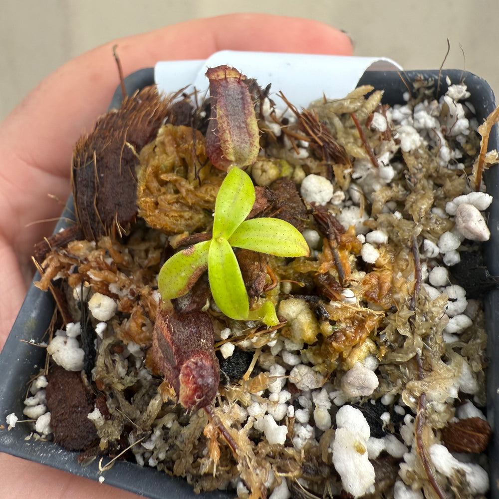 
                      
                        [W047] Nepenthes naga (seedgrown)
                      
                    