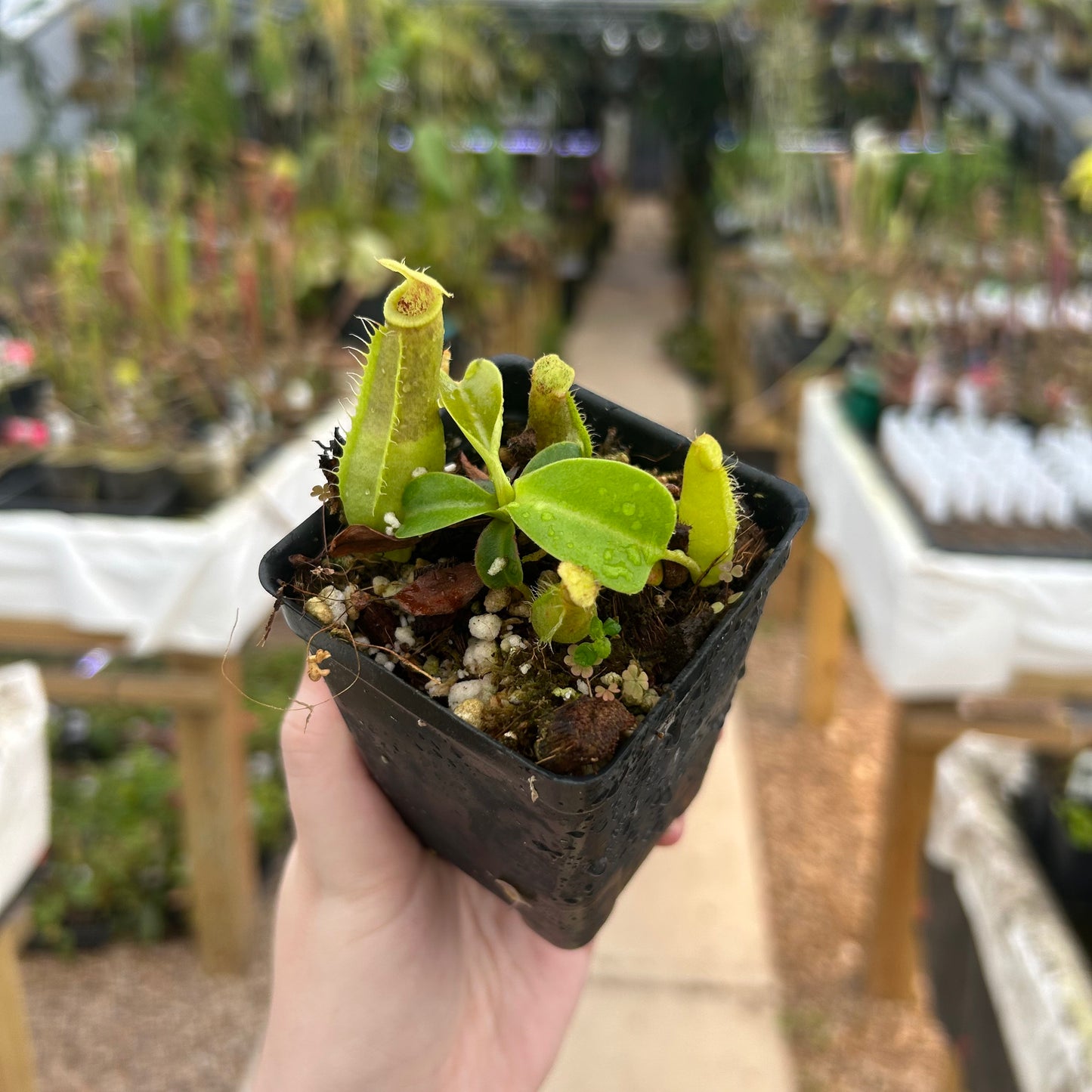 Nepenthes ventricosa JB sigma x ovata EP, CAR-0385