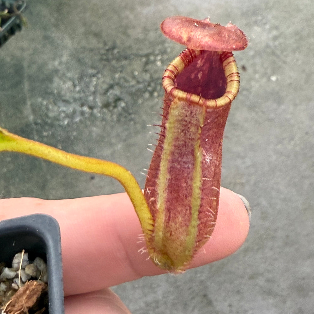 
                      
                        [W025] Nepenthes robcantleyi x lowii
                      
                    