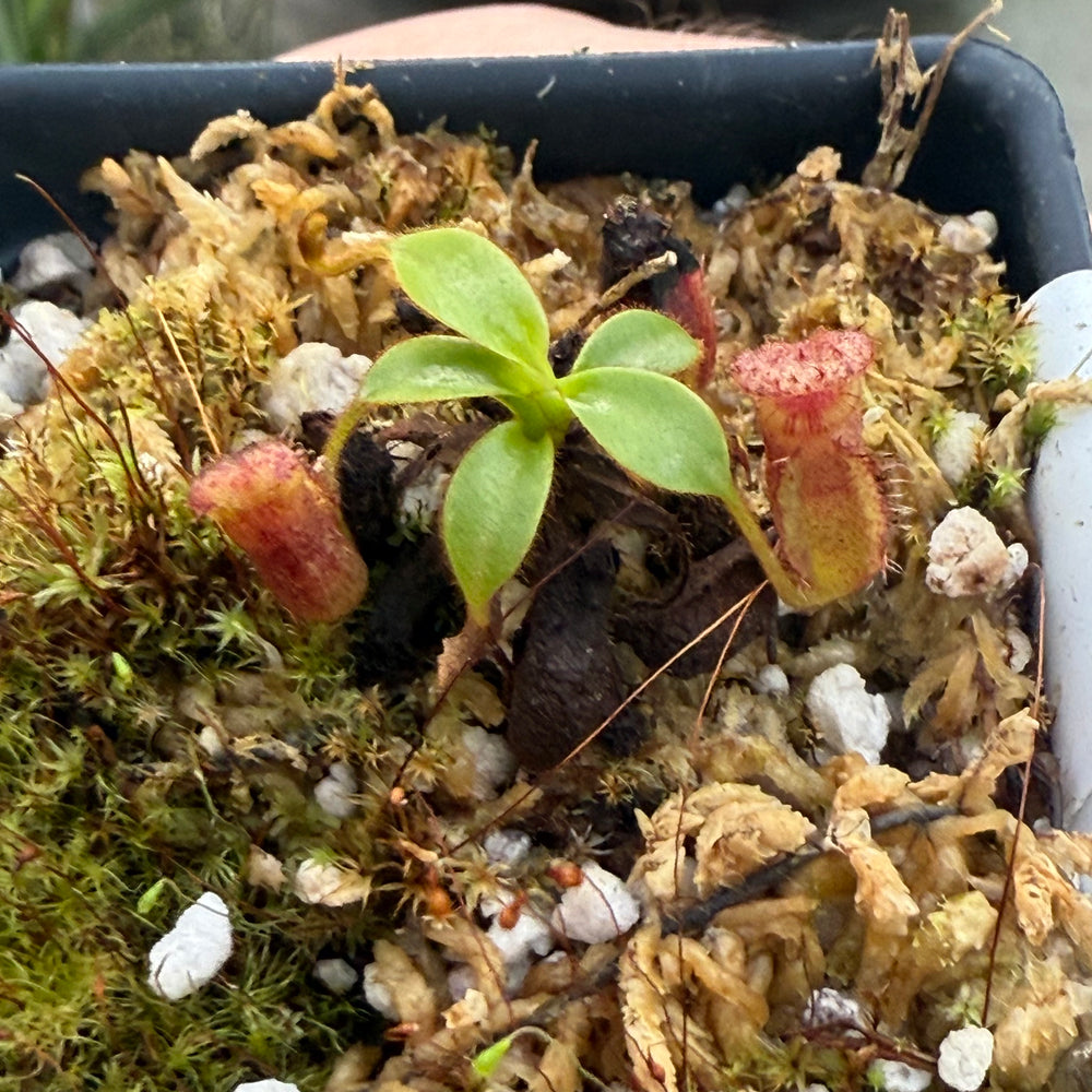 
                      
                        [W024] Nepenthes kinabaluensis x lowii
                      
                    