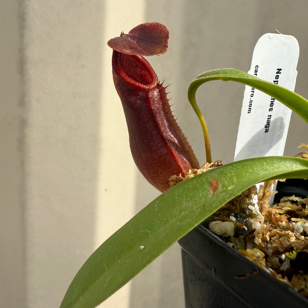 
                      
                        [W050] Nepenthes naga (seedgrown)
                      
                    